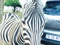 Marion, Romane South Africa 2014 (62 of 80) : Bundu lodge, Marion visit